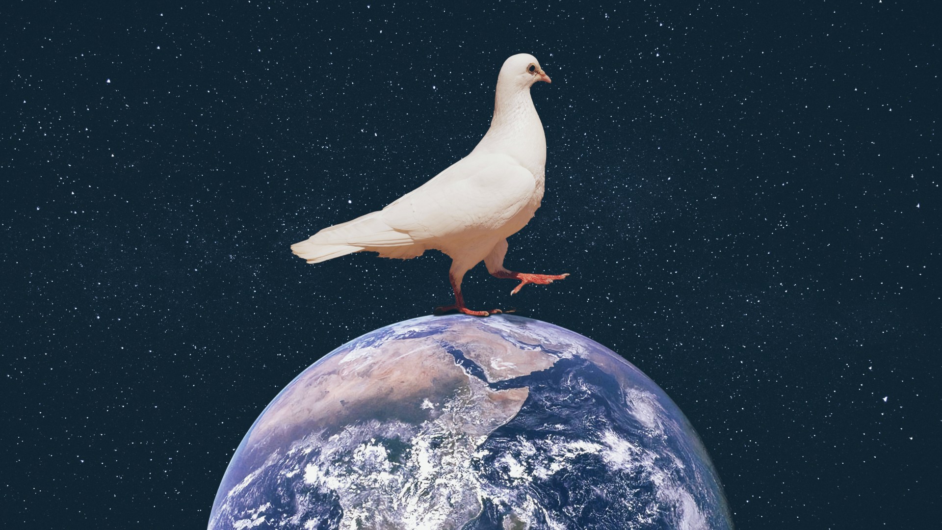 Una paloma caminando sobre la Tierra