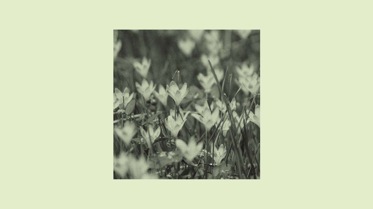 An image of lilies in a field.