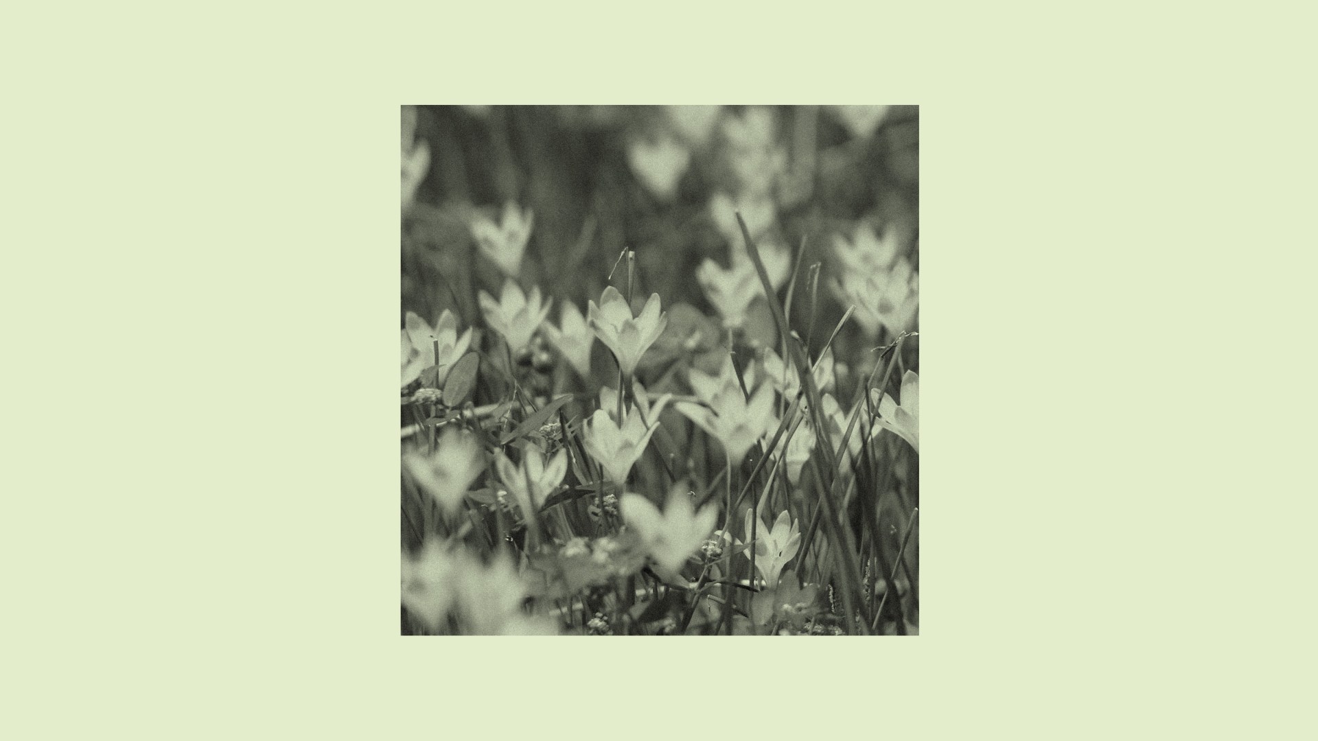 An image of lilies in a field.