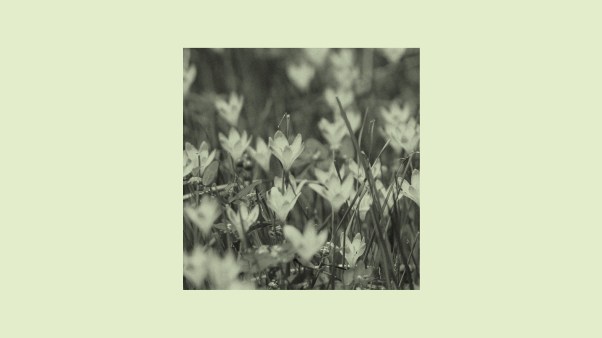 An image of lilies in a field.
